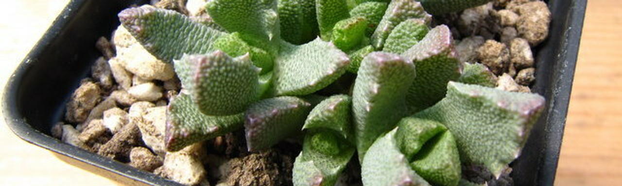 Stomatium Stomatium